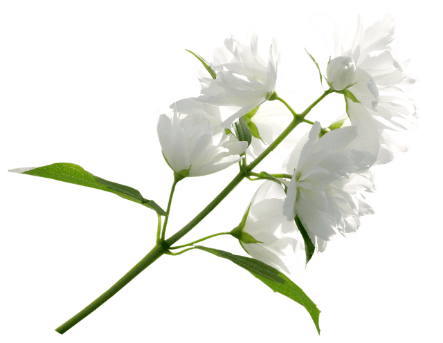 White flower decoration